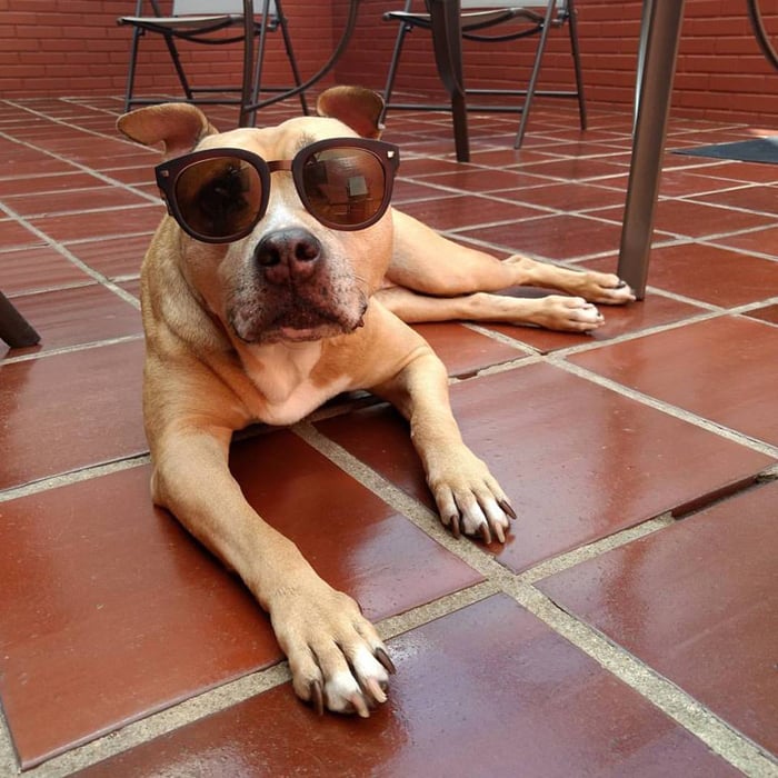 Posts fofos temáticos ajudam cães a ganhar novo lar 5 Athena foi resgatada por Laura após ser ferida com artefato explosivo (Foto: Arquivo pessoal)