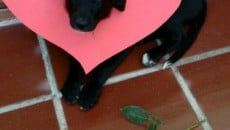 Posts fofos temáticos ajudam cães a ganhar novo lar 3 bem jf