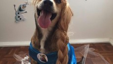 Posts fofos temáticos ajudam cães a ganhar novo lar 2 dora ok bem jf