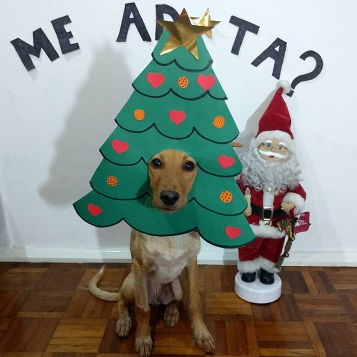Posts fofos temáticos ajudam cães a ganhar novo lar 4 A vira-lata esperava por um novo lar (Foto: Arquivo pessoal)