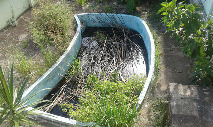 Piscina com água sem tratamento deixa vizinhos apreensivos 1 Moradores pedem providências urgentes para evitar proliferação de mosquito (Foto do leitor Fábio barros)