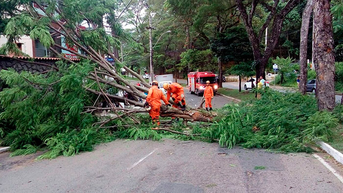 Copa de árvore cai e interdita trânsito no Teixeiras 1 Bombeiros trabalham no corte e retirada dos galhos (Foto: Olavo Prazeres)