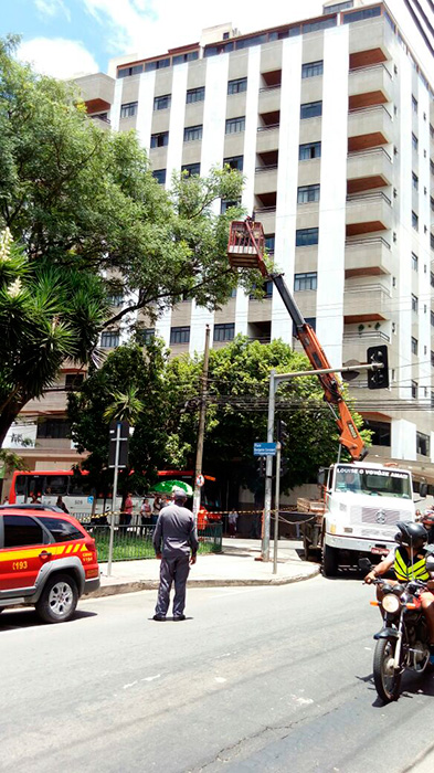 Calopsita é resgatada após fugir de apartamento no Centro 1 Foto: Divulgação Bombeiros