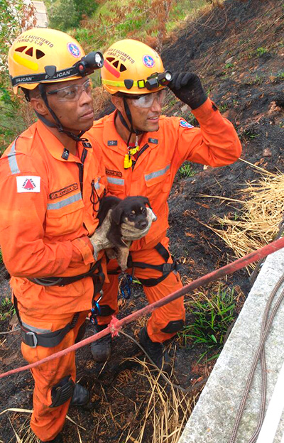 Bombeiros resgatam filhote de cachorro que caiu em barranco 2 Foto: Divulgação/Corpo de Bombeiros