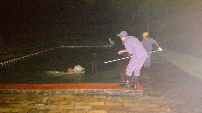 Bombeiros resgatam boi de 600kg em piscina no Bom Clima 2 boi-corpo-de-bombeiros-divulgacao