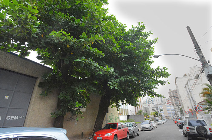 Foto: Marcelo Ribeiro galhos-carlos-chagas
