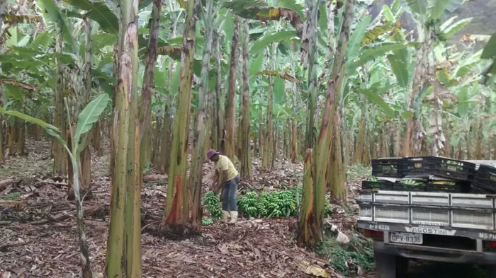 Organico-DIVULGACAO