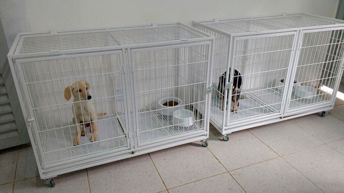 Demlurb inaugura ambulatório e sala de recuperação no Canil Municipal 1 Local recebeu uma sala de recuperação para reabilitação dos animais. (Foto: Divulgação)