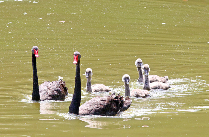 Filhotes de cisnes negros são levados para o lago do Museu Mariano Procópio 1 (Foto: Leonardo Costa 17-04-2017)
