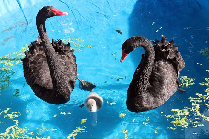 cisne negro 2