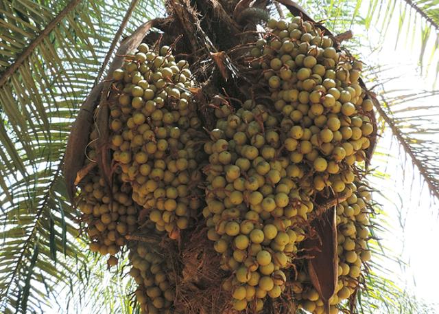 Macaúba é nova aposta para produtor rural 1 Primeira safra da macaúba ocorre cinco anos após o plantio. Depois a colheita pode ser feita anualmente. Seu coco permite a produção de 25 toneladas de óleo por hectare. Foto: Divulgação