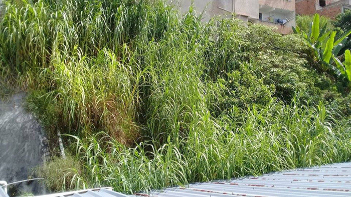 Mato Alto preocupa vizinhança de fábrica no Jardim de Alá 1 Mato alto está atraindo ratos para a vizinhança, conforme relatos dos moradores. (Foto do leitor Rafael Azevedo)
