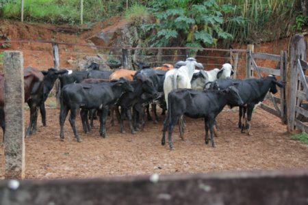Gado furtado em Carangola é recuperado pela Polícia Civil 1 Foto: Policia Civil