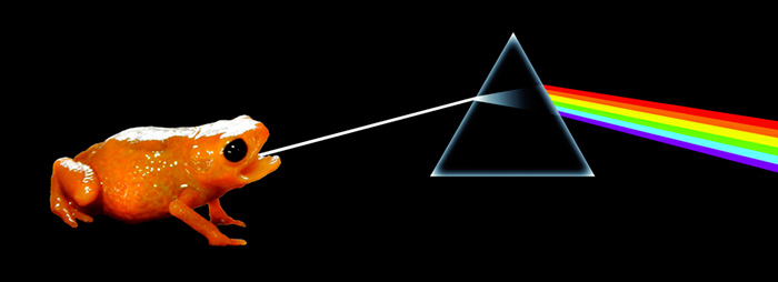 Nome de nova espécie de sapo descrita pela UFV faz referência a álbum do Pink Floyd 1 Arte: Divulgação/UFV