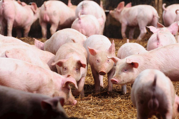 UFV obtém nos Estados Unidos patente de vacina para imunizar suínos 2 porcos