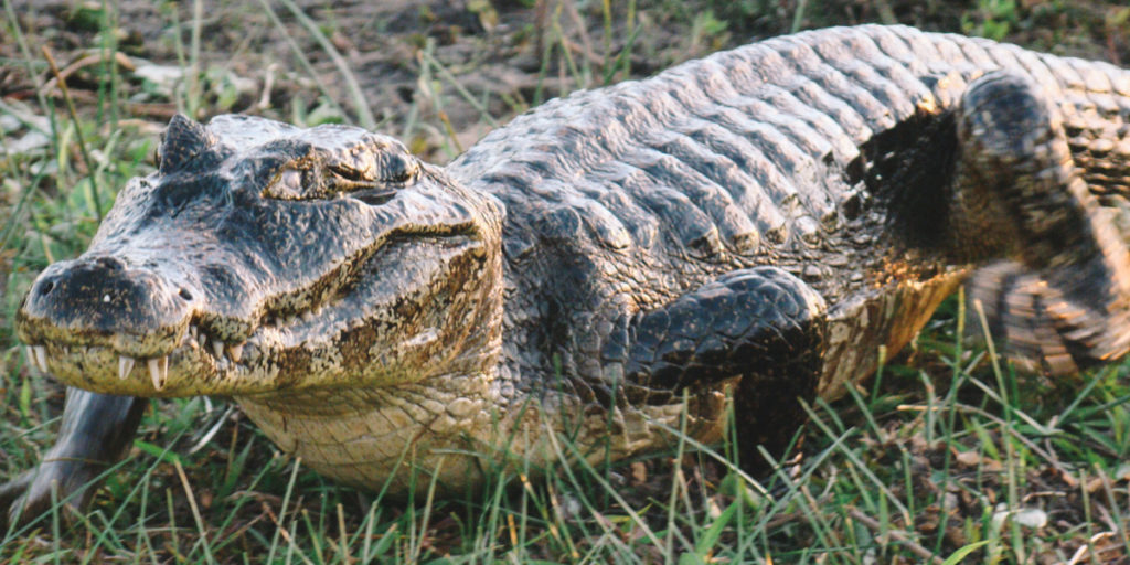 O Pantanal e suas experiências inesquecíveis 4 Viajei Bonito pelo Pantanal