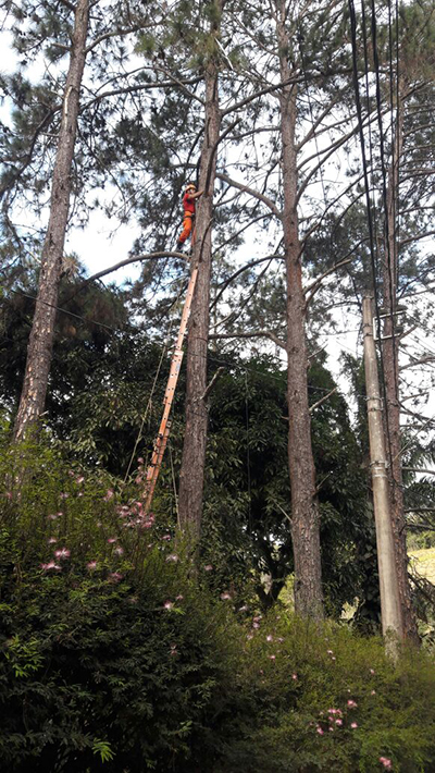 Bombeiros realizam resgate de mico que levou choque em Ubá 2 gato em jf bombeiros