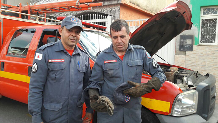 Bombeiros realizam resgate de mico que levou choque em Ubá 1 mico em ubá bombeiros