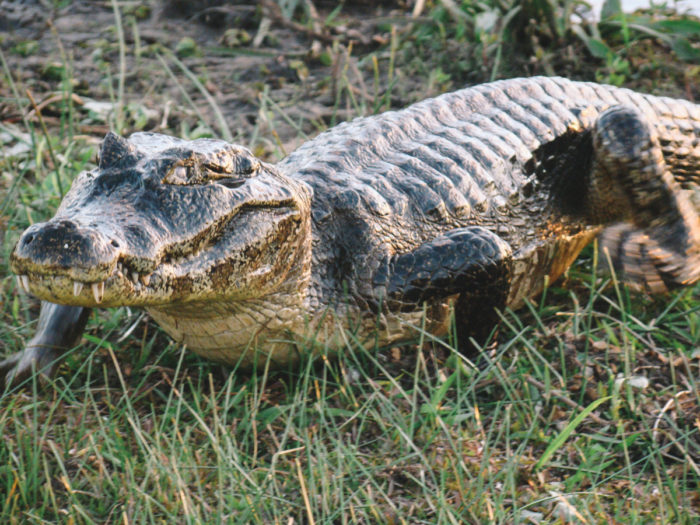 O Pantanal e suas experiências inesquecíveis 2 Cara a cara com um jacaré no Pantanal