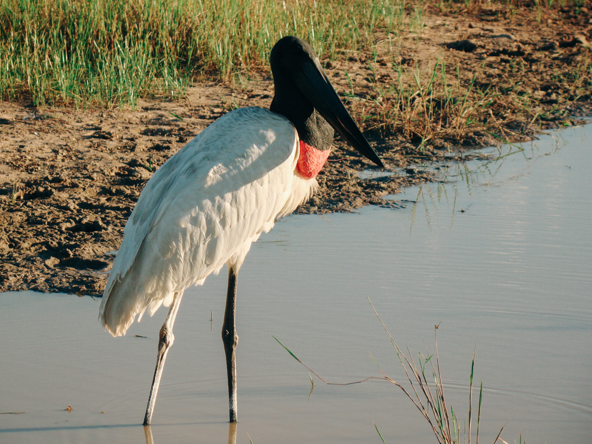 viajei-bonito-pantanal-tuiuiu viajei-bonito-pantanal-tuiuiu