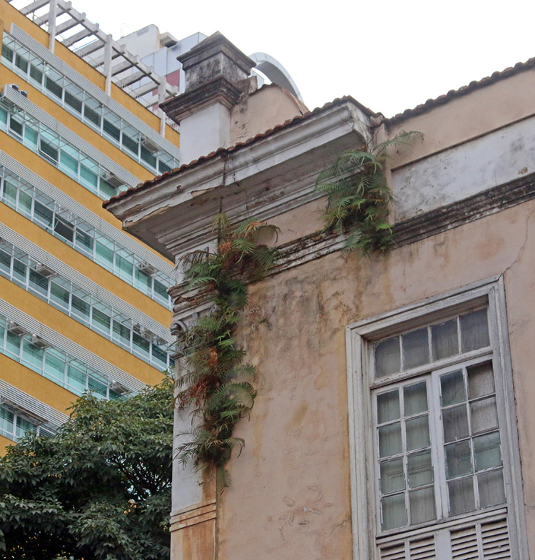 Vegetação cresce entre estrutura da antiga sede de escola 1 vidaurbana delfim Leonardo Costa 22