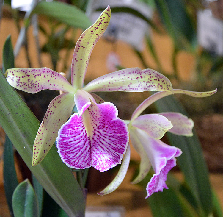 Juiz de Fora recebe a 17ª Exposição Nacional de Orquídeas 1 Orquídea marcelo 2