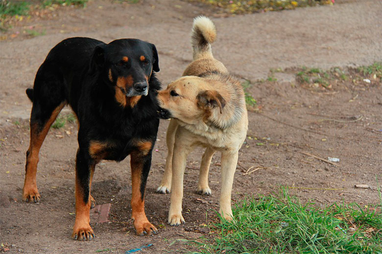Câmara aprova projeto de lei que aumenta multa por maus-tratos a animais 1 cães de rua
