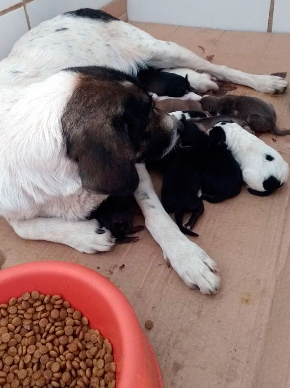 Filhotes resgatados em tubulação estão no canil 1 cachorrinhoeditada1