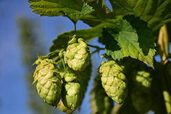 cerva lupulo