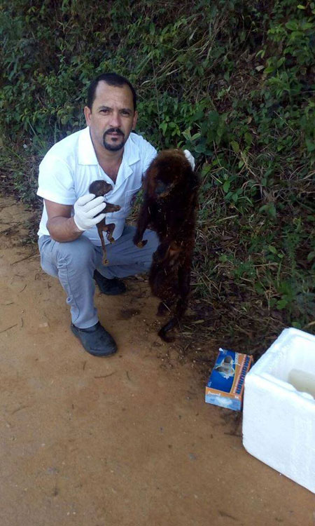 Exame confirma febre amarela em macacos de Além Paraíba 1 macacos alem paraiba