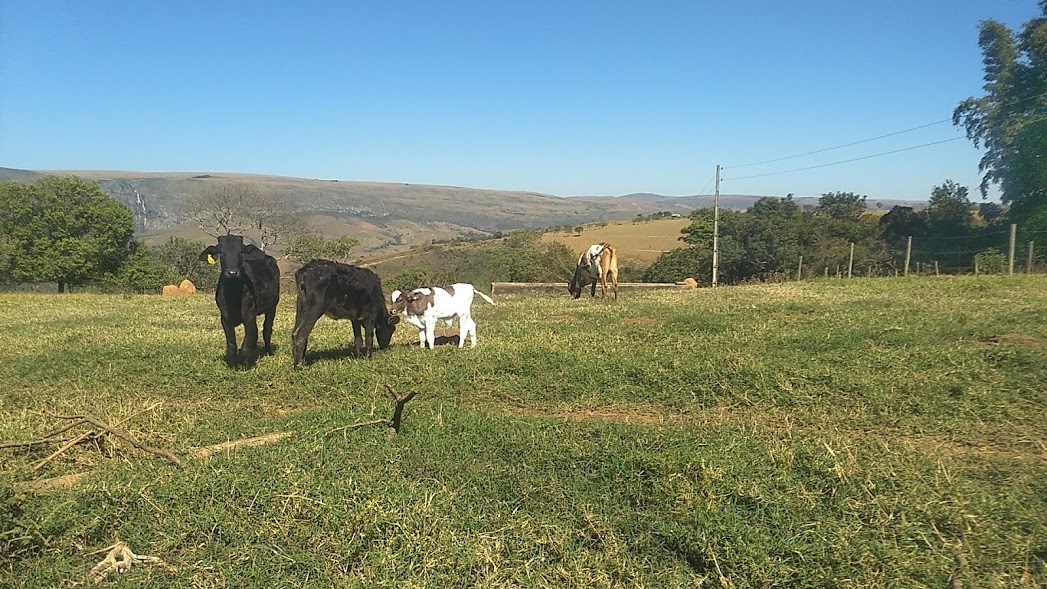 Serra da Canastra, ecoturismo e gastronomia mineira 22 Canastra Julia
