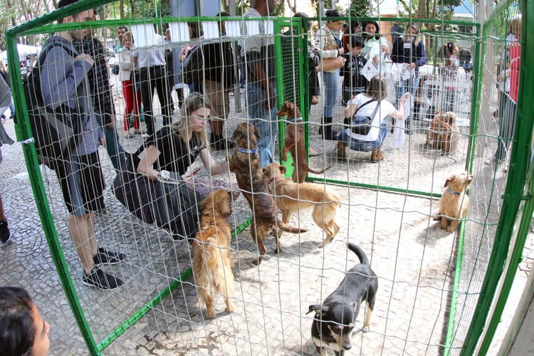 Parque Halfeld recebe evento de adoção e vacinação de animais no sábado 1 feira adoção 2 priamo