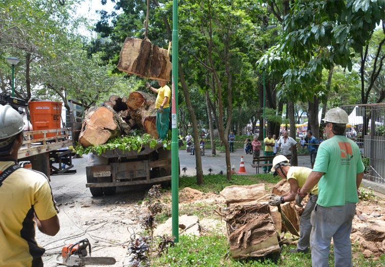 Árvore é cortada no Parque Halfeld devido a risco de queda 2 árvore