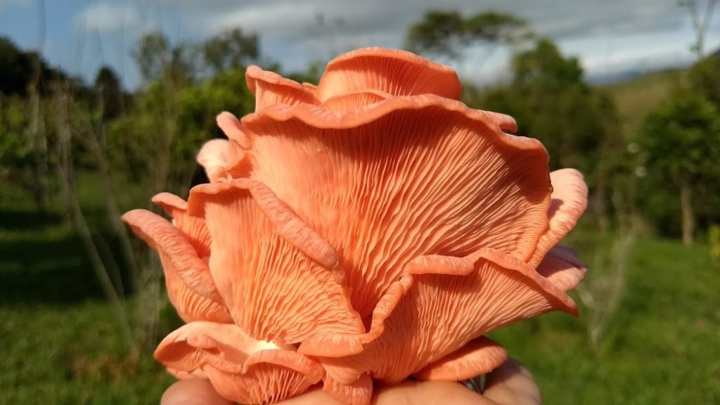Cogumelo Rosa1