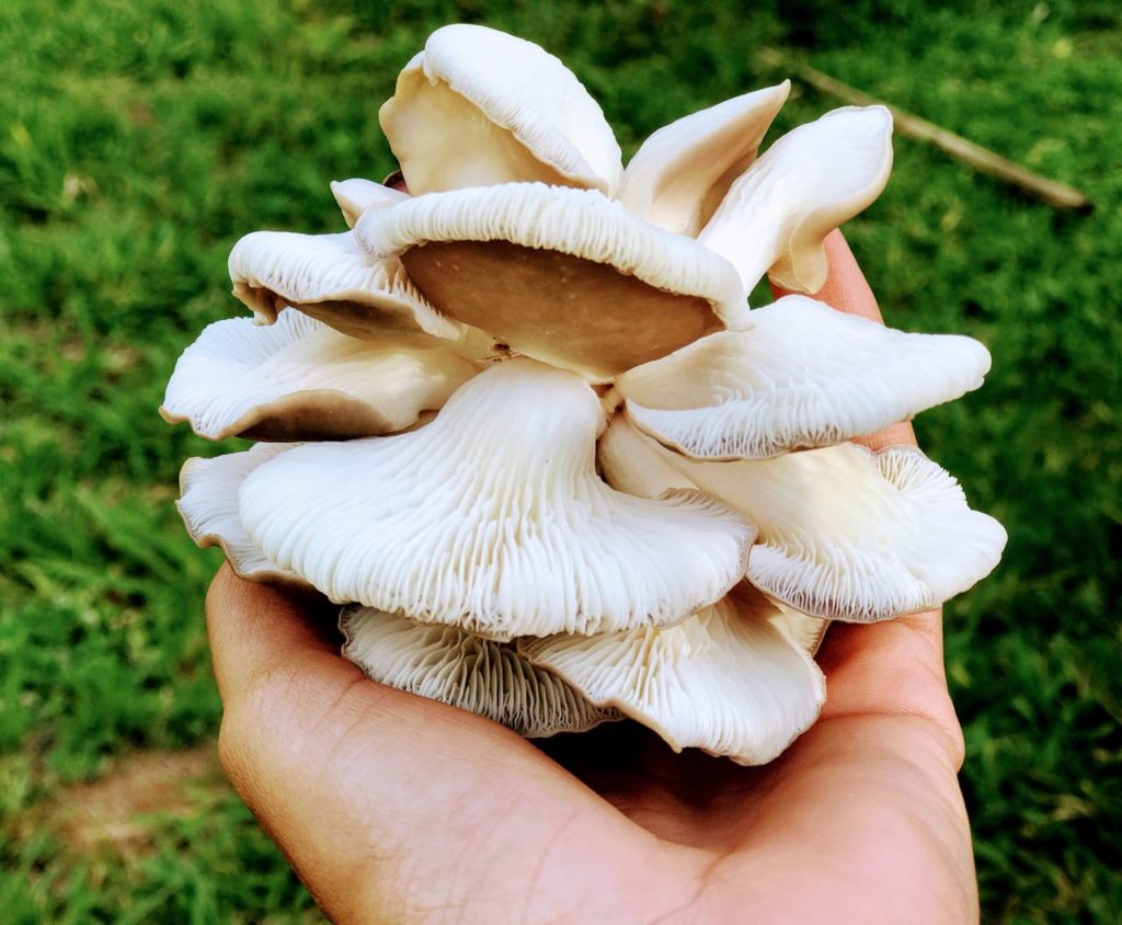 Cogumelo branco