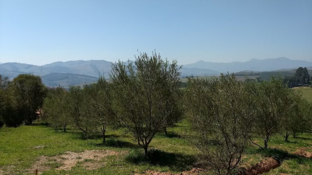 Oliveiras Azeite Olibi