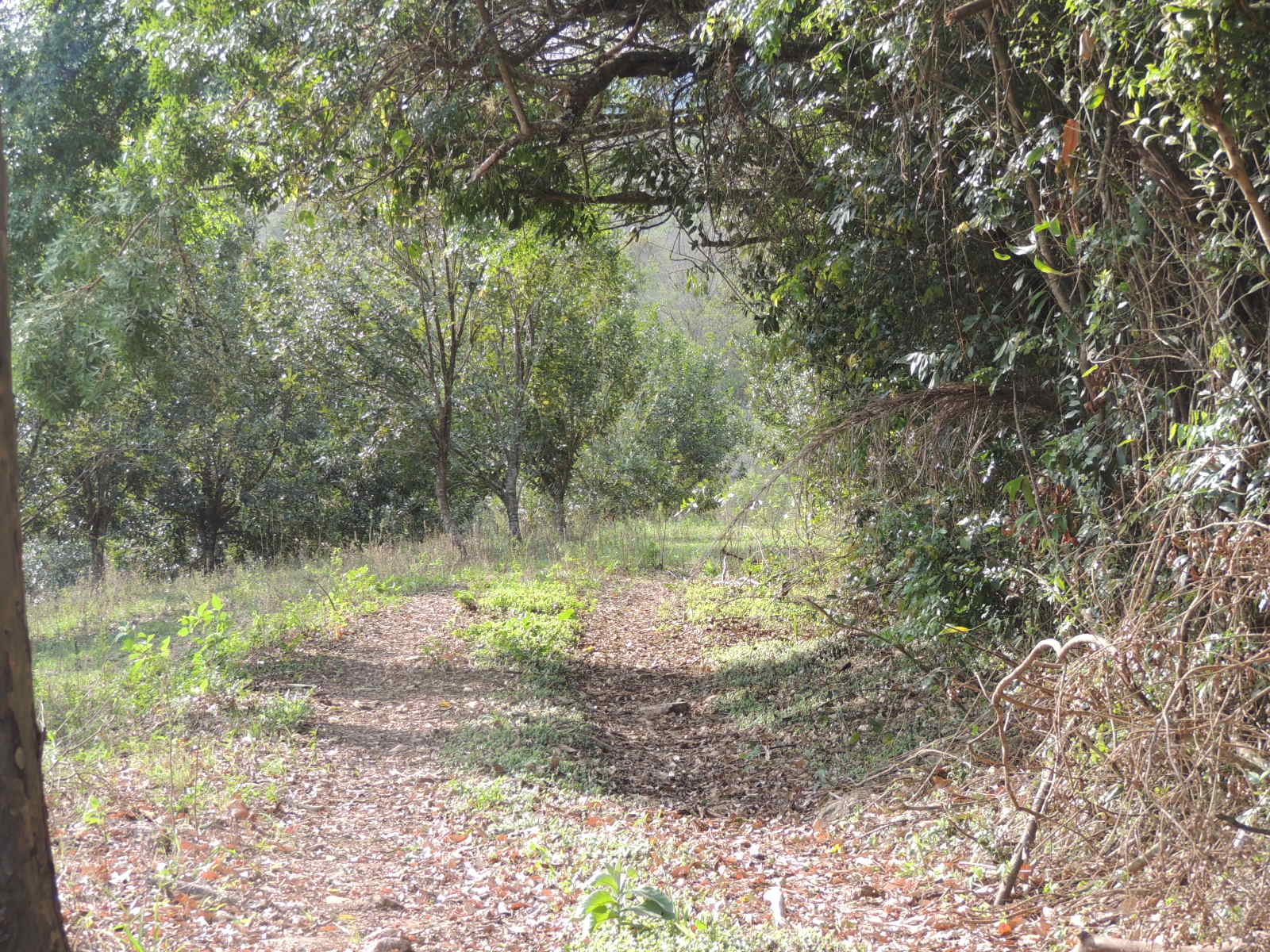 Pousada dos Querubins Floresta Macadâmia