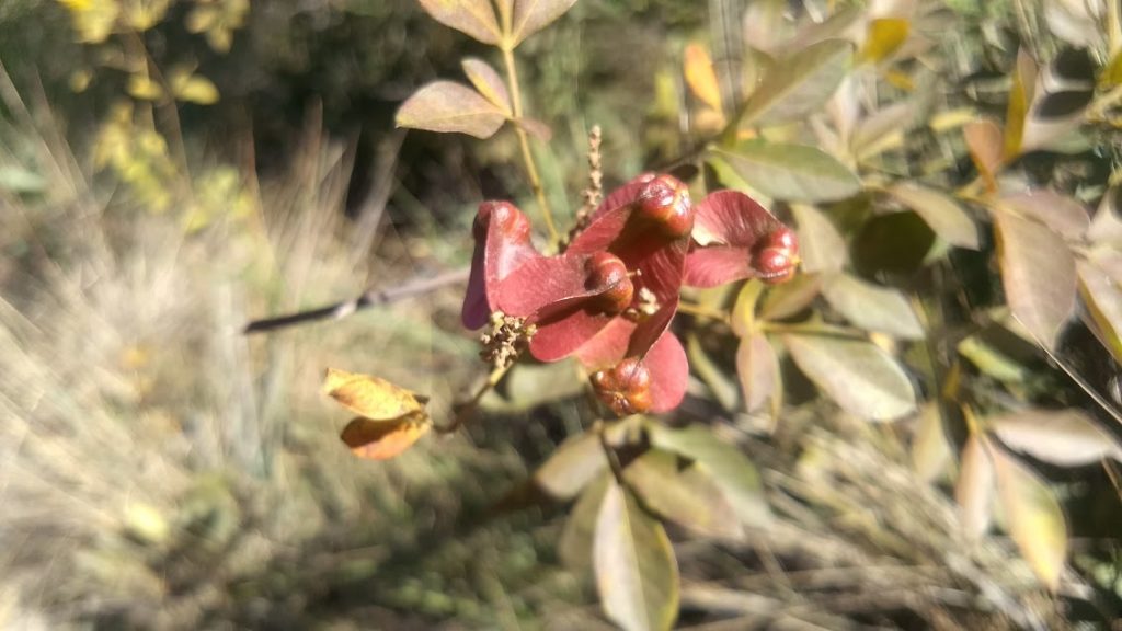 Pq Serra da Canastra Flor