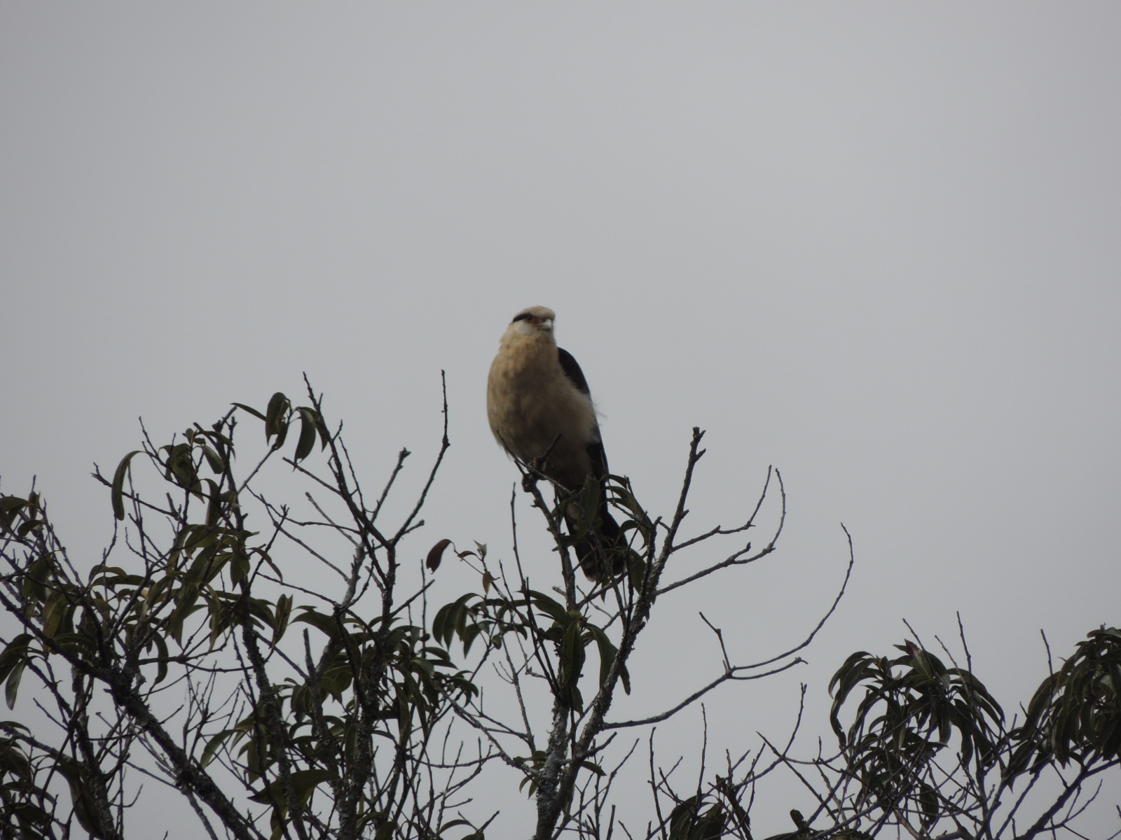 Pq Serra da Canastra Pássaro