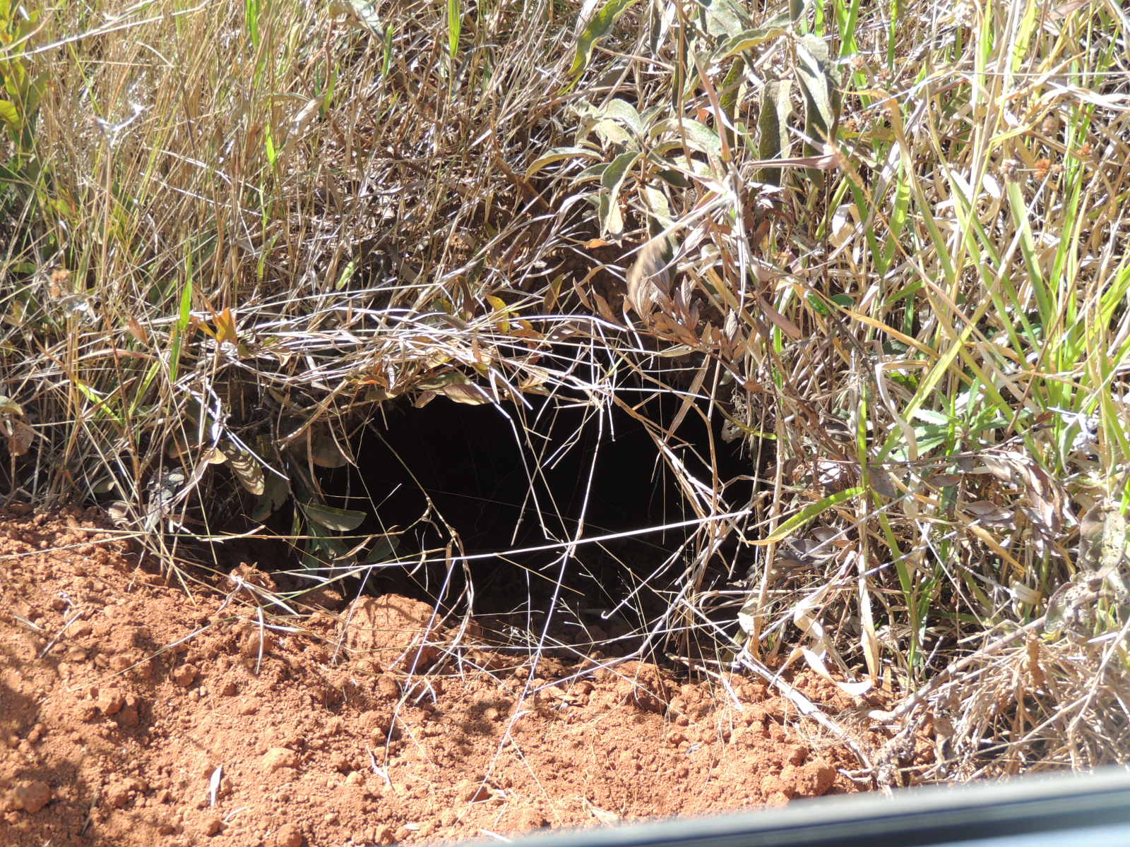 Pq Serra da Canastra Toca Tatu