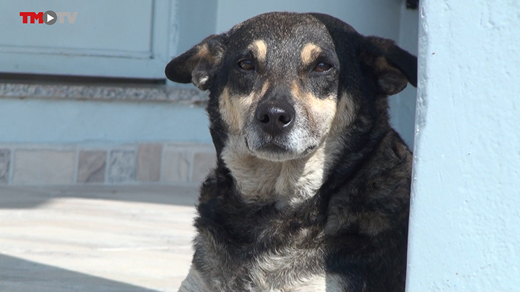 Cadela segue dono até o túmulo e vira mascote do cemitério 1 cachorrinha