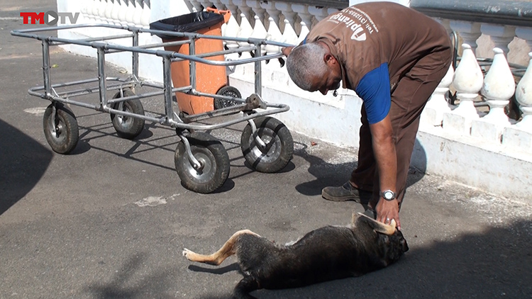 Cadela segue dono até o túmulo e vira mascote do cemitério 2 cachorrinha2