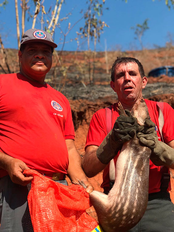 Foto: Corpo de Bombeiros de Ubá/Divulgação paca queimada bombeiros uba