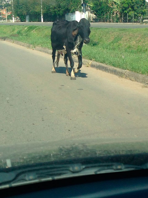 Vacas soltas oferecem perigo na Via São Pedro 1 vaca