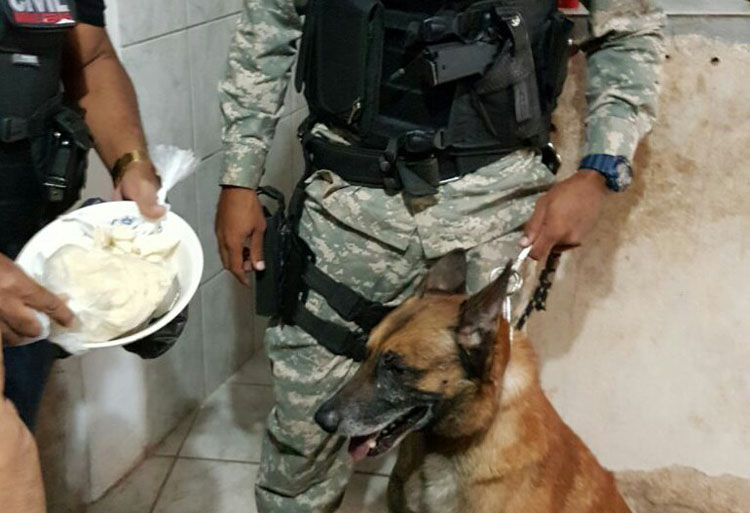 Ação da Polícia Civil combate tráfico de drogas na Zona Nordeste 2 canil operacao
