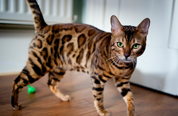 gato bengal bengalbrasilis.com