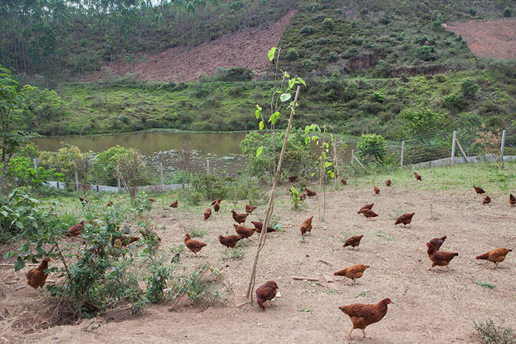 Produção de shitake, hortaliças, mel, legumes e ovos está na ordem do dia da Fazenda Reserva para o fomento à agroecologia (Foto: Gal Oliveira) Produção de shitake, hortaliças, mel, legumes e ovos está na ordem do dia da Fazenda Reserva para o fomento à agroecologia (Foto: Gal Oliveira)