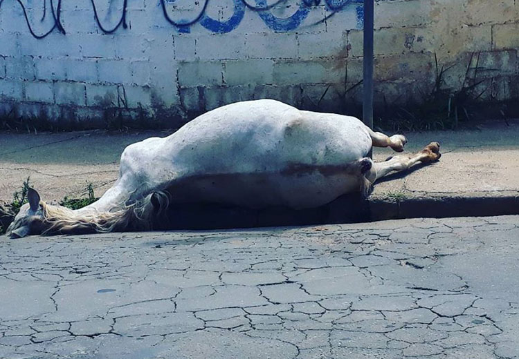 Polícia Civil identifica possíveis suspeitos de maus-tratos a égua encontrada morta 1 égua alan ragazzi
