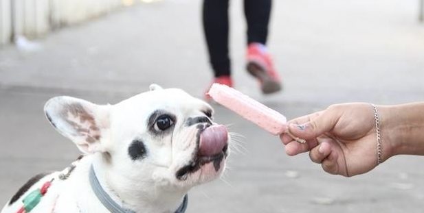 sorveteria bom clima cachorro e1514492591582