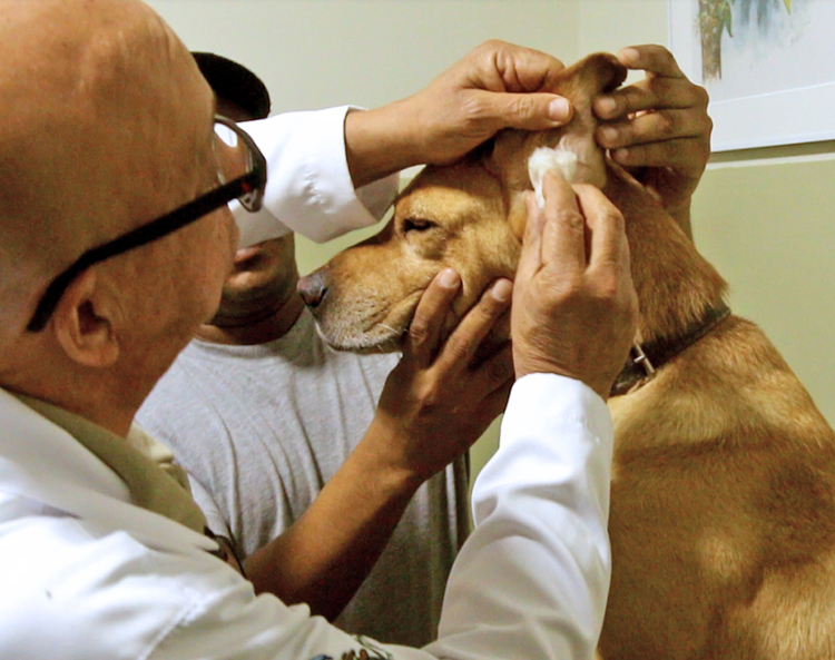 Fogos de artifício: cuidados para você e seus animais 2 veterinario leo 2
